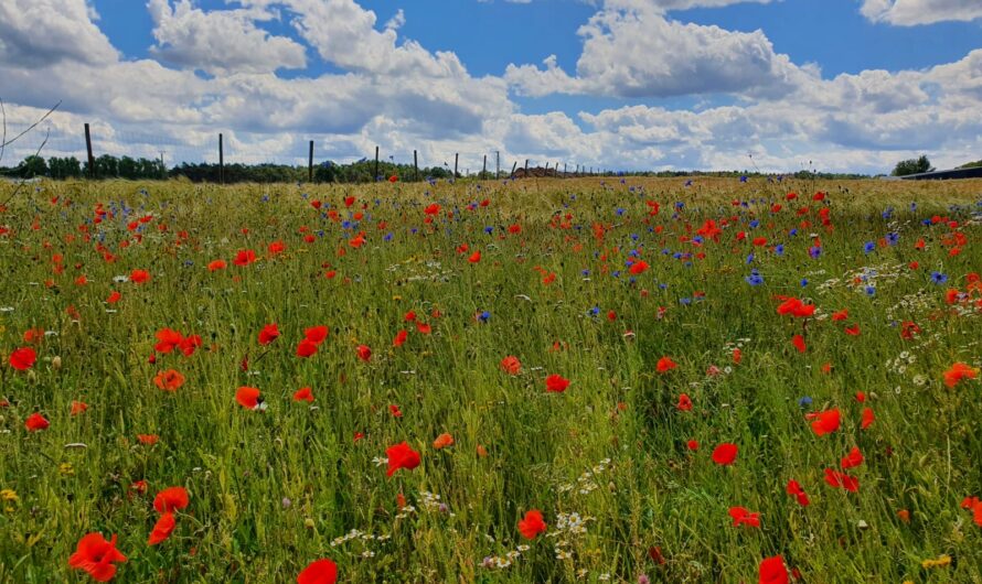 Blühwiesenpatenschaften für Insektenschutz in Erkelenz